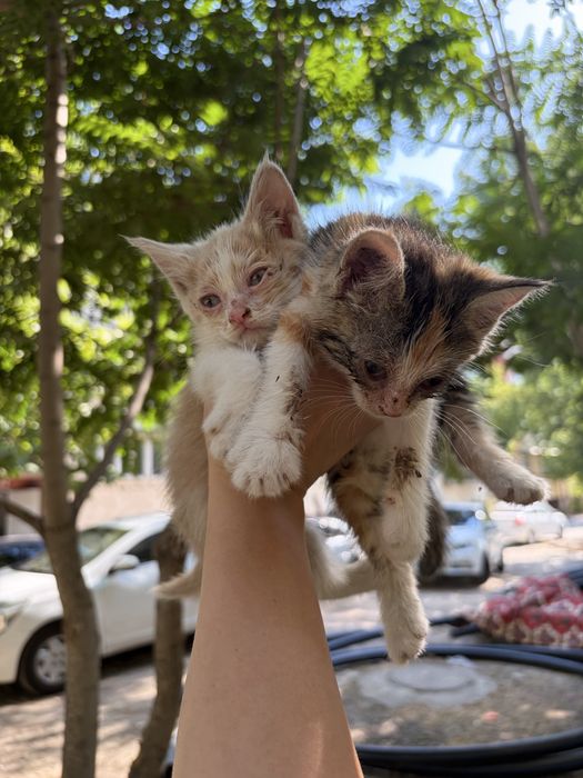 Срочно котята в добрые руки