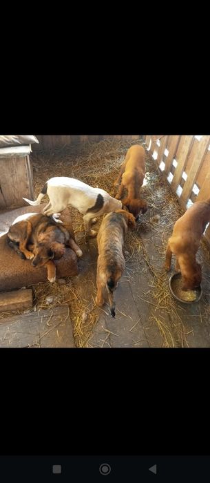 Отдам щенков в добрые руки