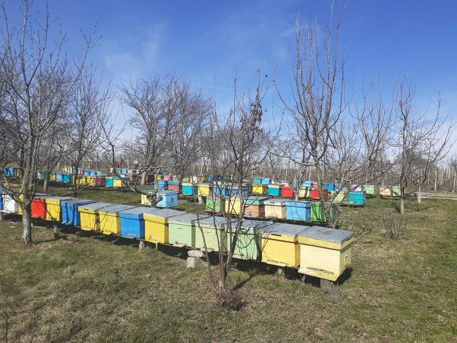 Vand familii de albine