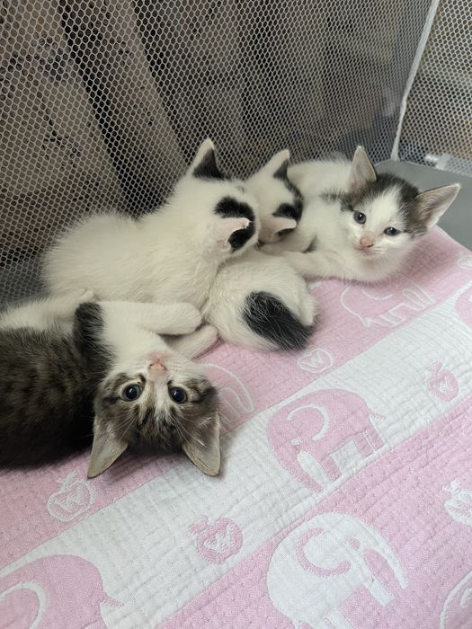 Отдам котят в хорошие руки