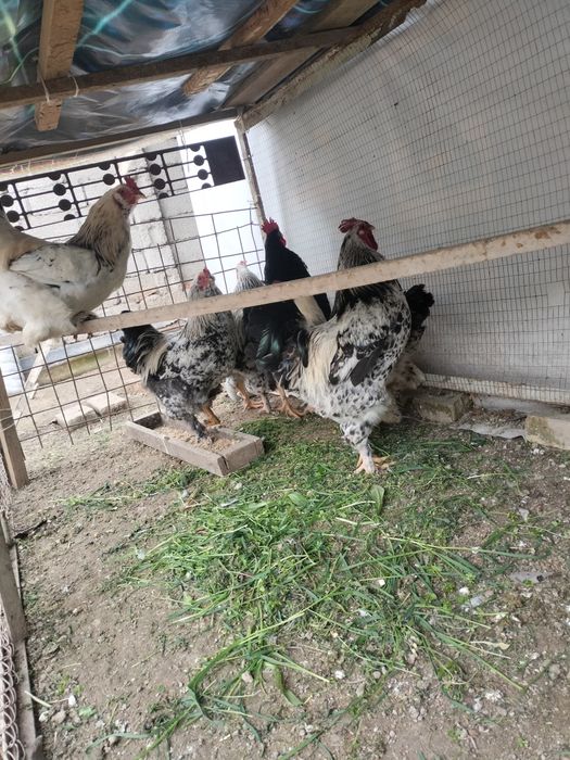 Brama xorozlar sotiladi