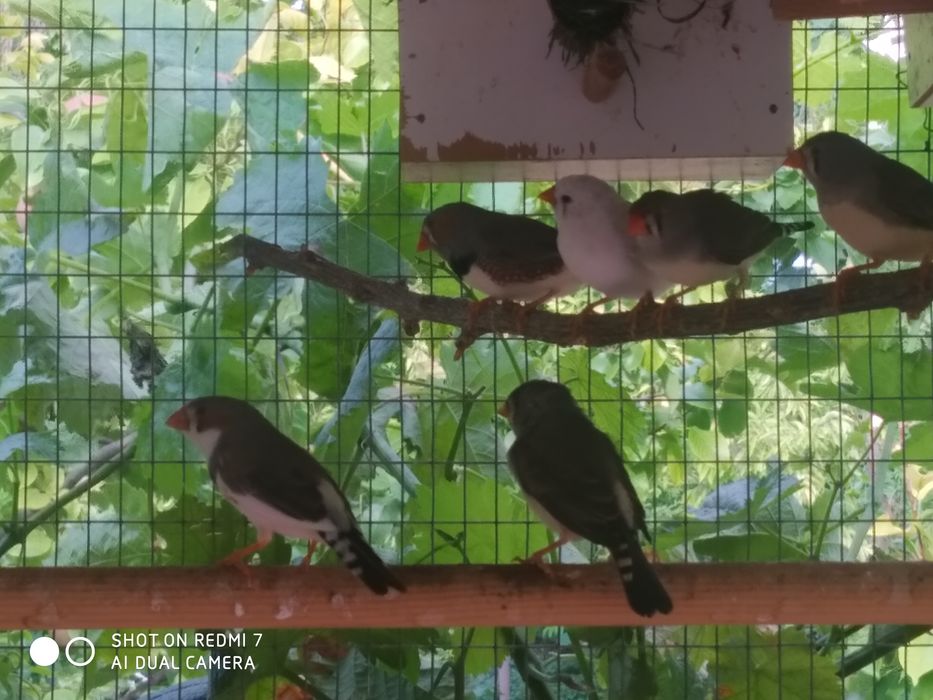 Амадины  зебровые 50 тыс