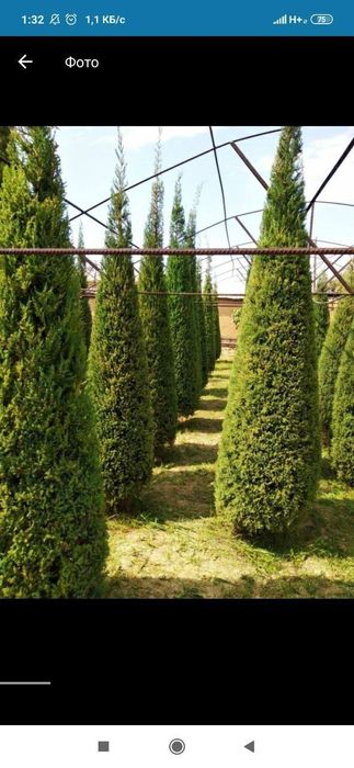 Archa kesamiz ekamiz shakl beramiz xovlidagi boshqa daraxtlaga