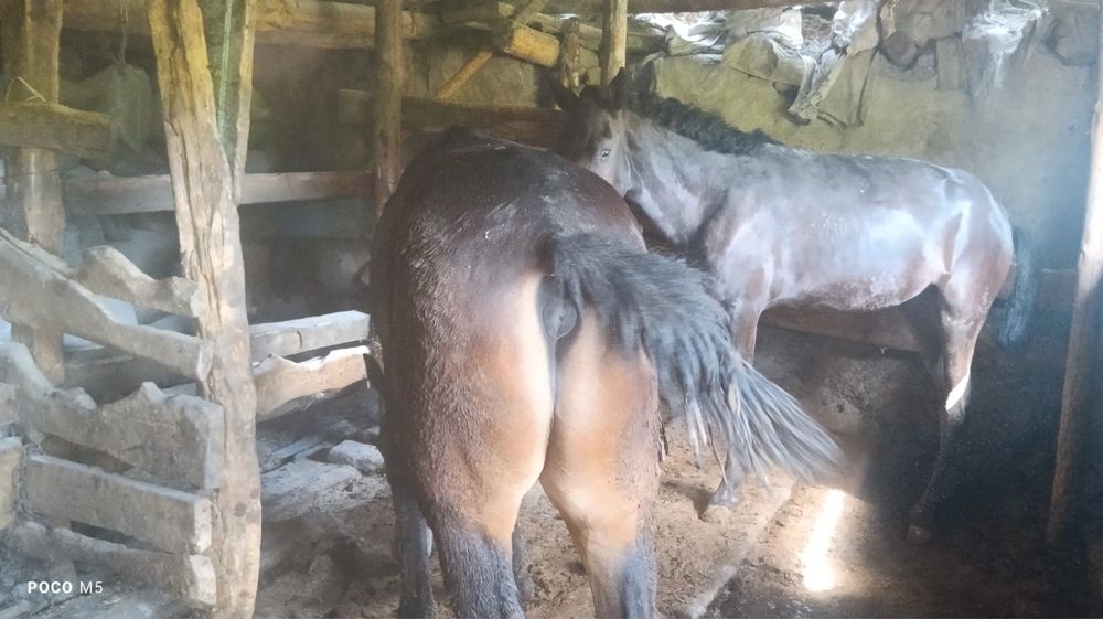 Тайлар сатылады семіз