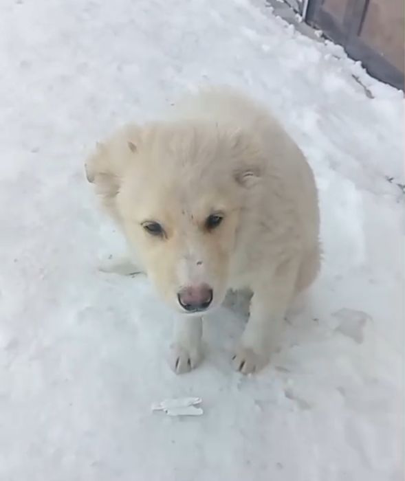 Щенок ищет дом или передержку