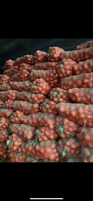 Лук отборный в большом объеме