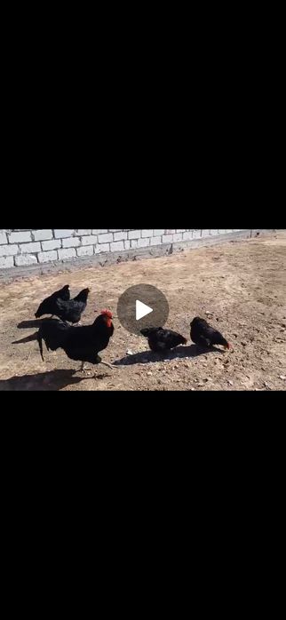 Тауыктар сатылады