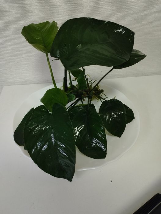 Аквариумное растение анубиас