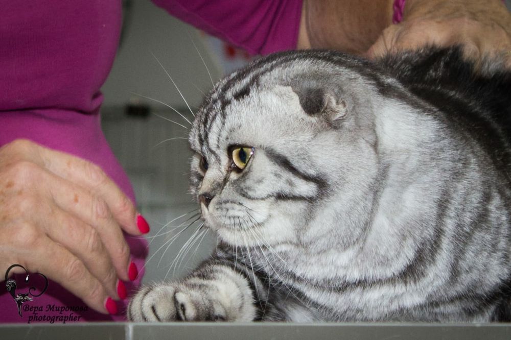 Шотландский скоттиш фолд для вязки