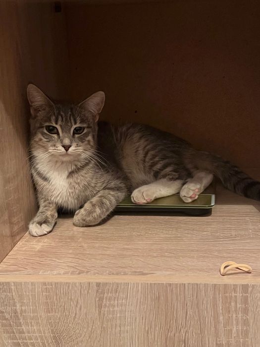 Кошечка на пристройство