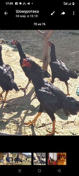 Дакан урде Жужа.