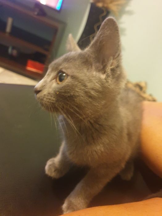 Пдарявам женско сиво коте