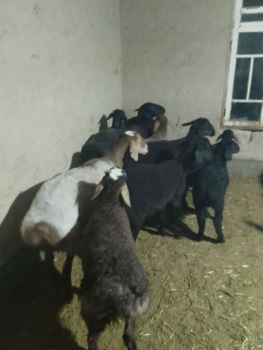 Ona bola quylar sotiladi