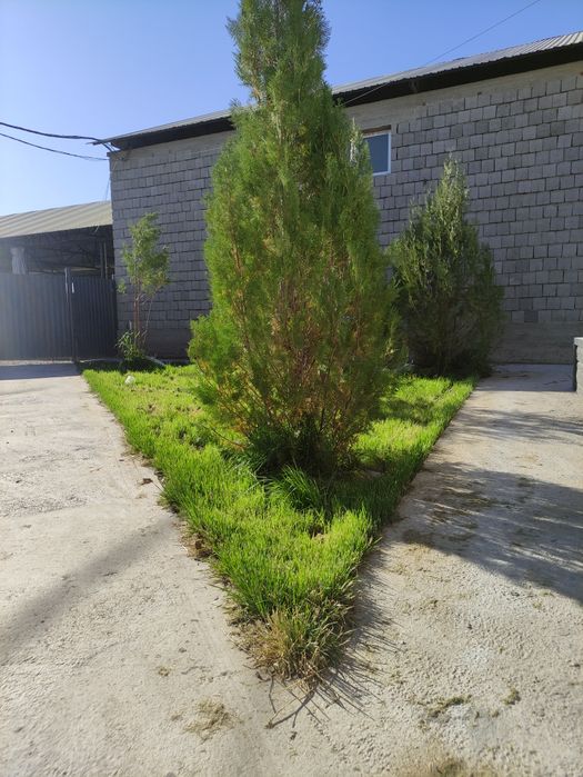 Газон егеміз кв 1000 тенге