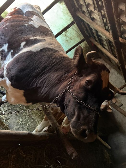 Vaca 8 Ani cu vițel