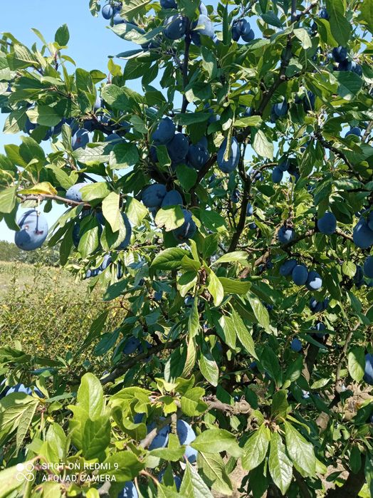 Vând prune pt pălincă