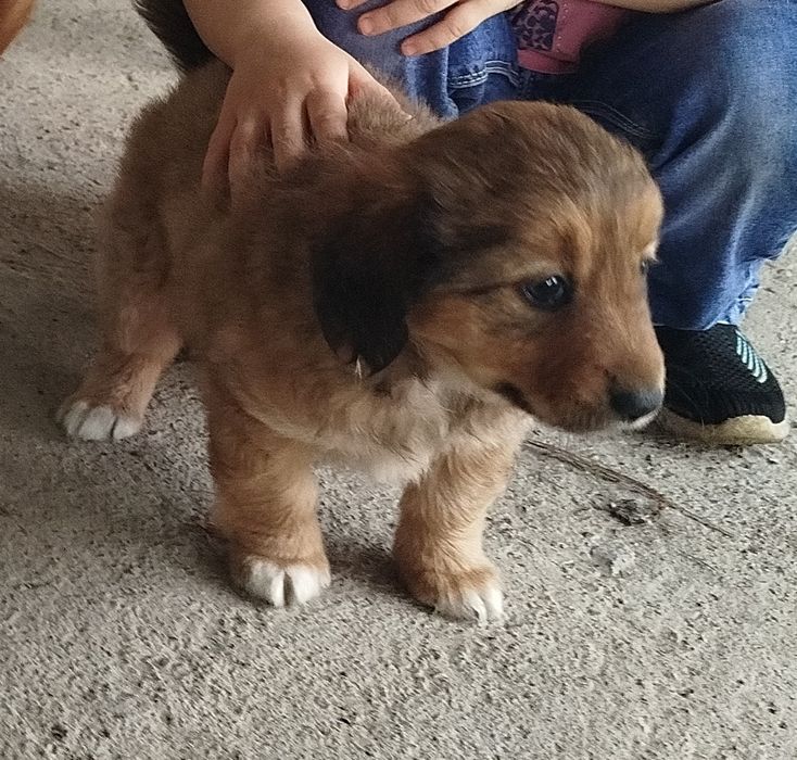 Щенок -звлночек девочка