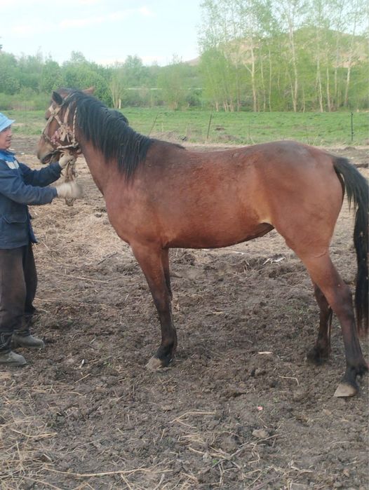 Продам кобылка 3 летная полукровка