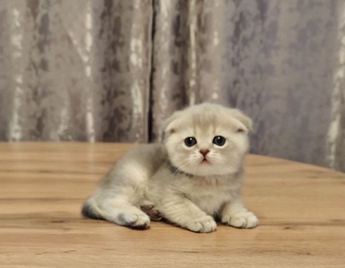 Шиншилла Скоттиш Фолд ay25