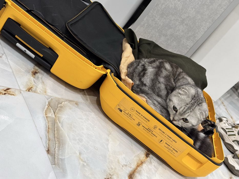 Кошка Скоттиш страйт