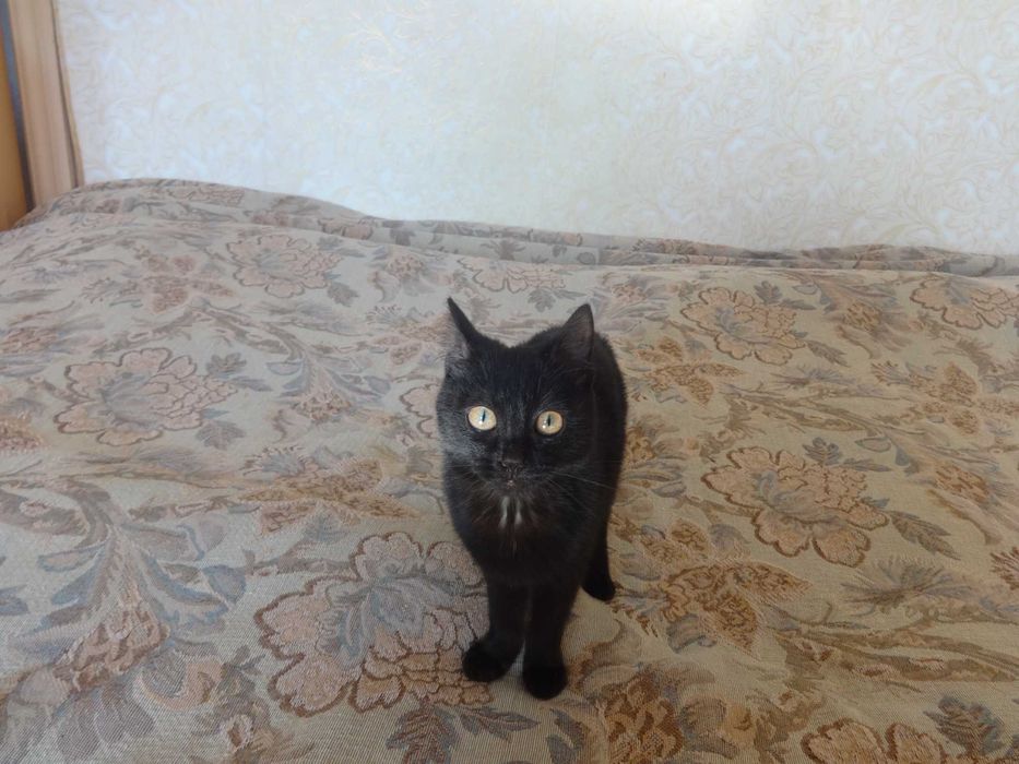 Отдам котёнка в хорошие руки