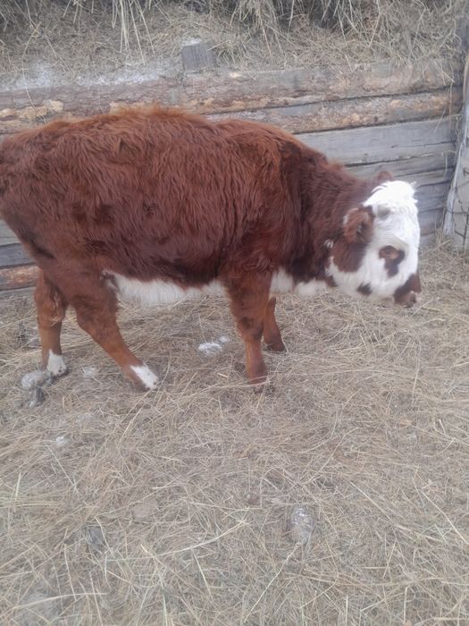 Жуас тайынша сатам