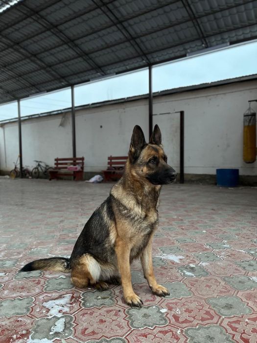 Авчарка кушык сатылады