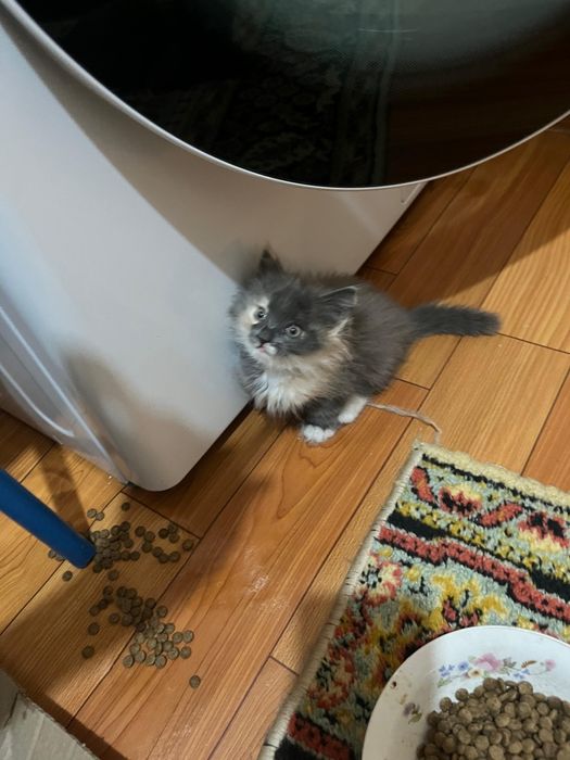 Отдам котенка и кошку