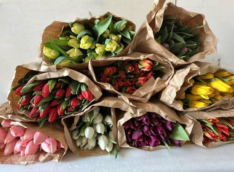 Тюльпаны ( свежие)