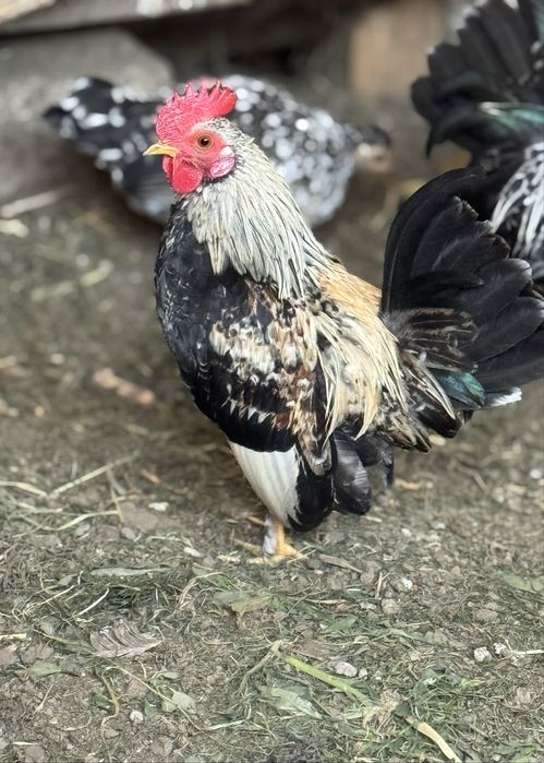 De vanzare cocosei pitici