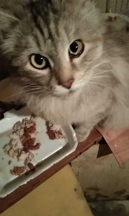 Очаровательная кошечка в добрые ручки