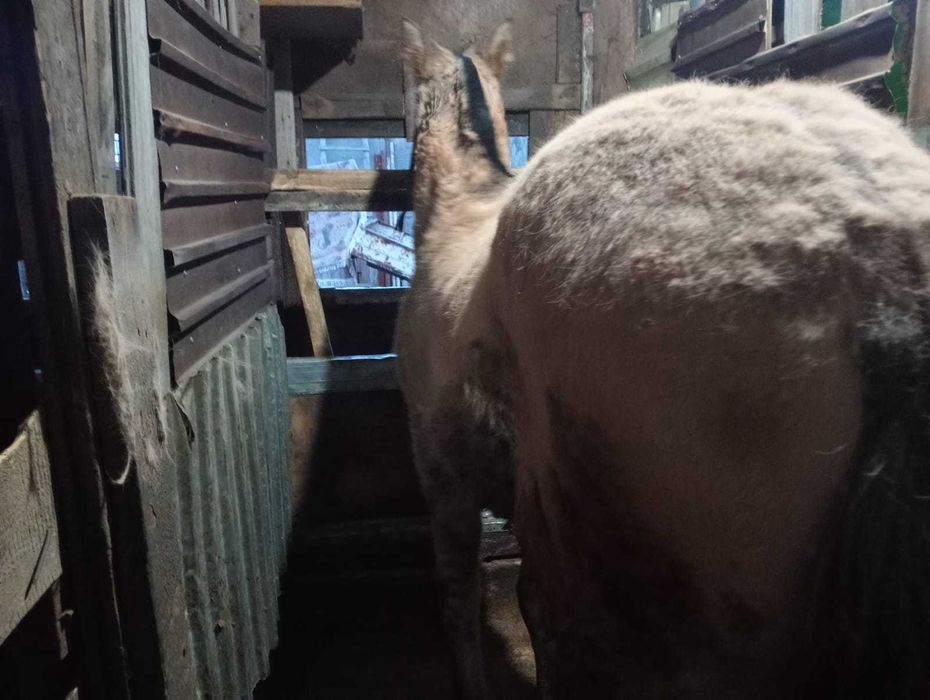 Продам тая 450000