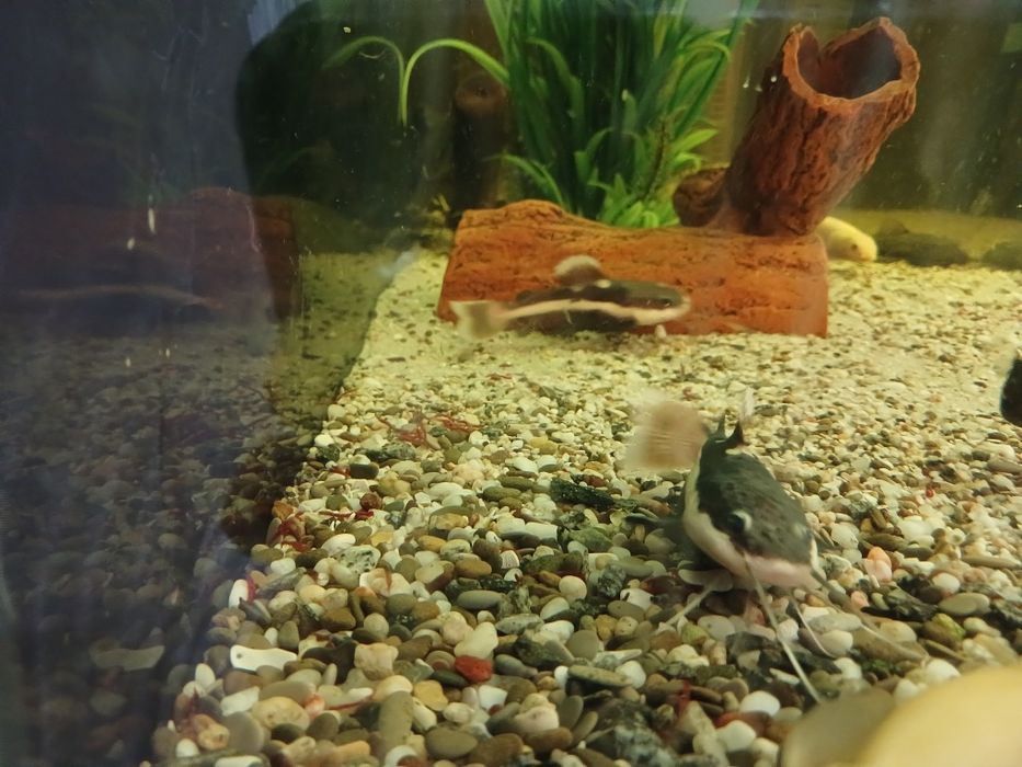 Краснохвостный (оринокский) сом