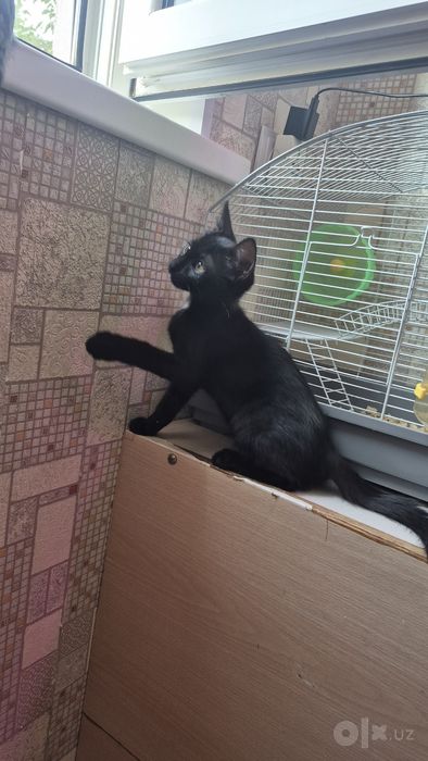 Отдам котенка в добрые руки