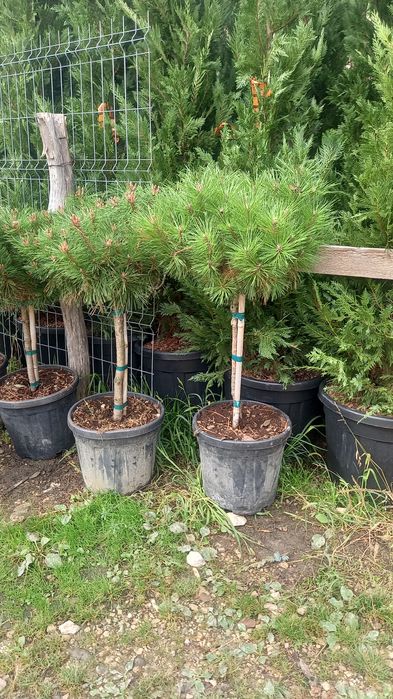 Mesteacăn tei leylandy pom pon spirale catalpa