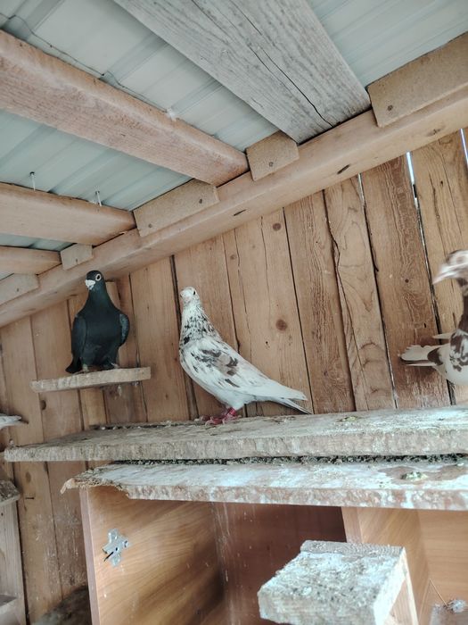 Porumbei  culori rare