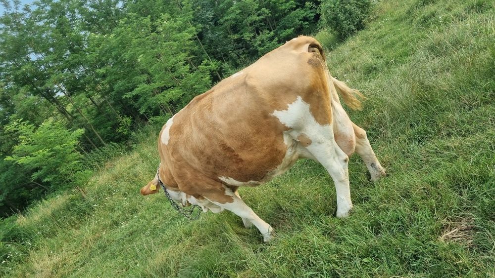 Vacă de vînzare .