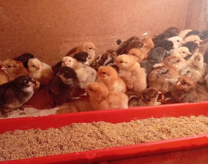 Цыплята недельные