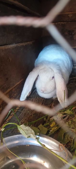 Berbec german rasa pura