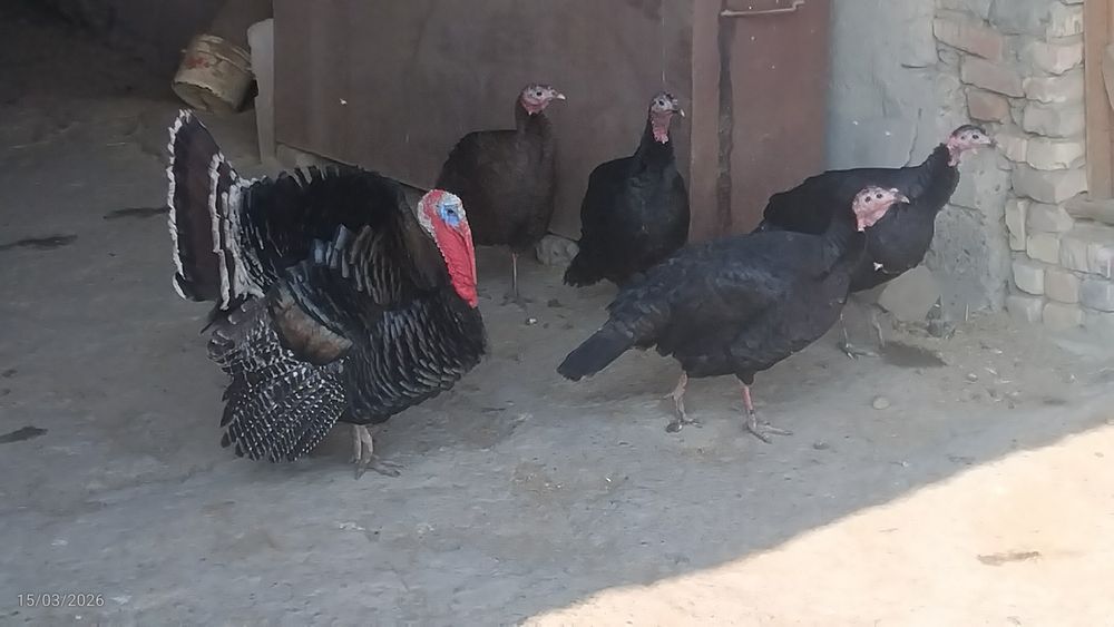 Kurkalar sotiladi sogʻlom eng yaxshi narxda