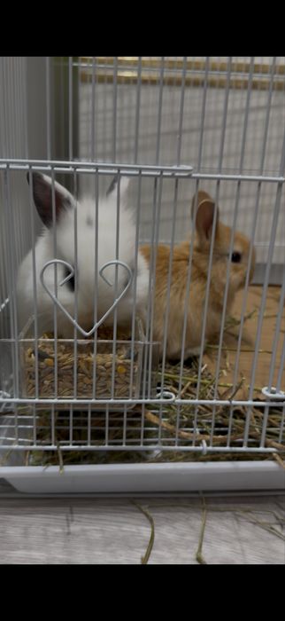 Деокративные домашние кролики