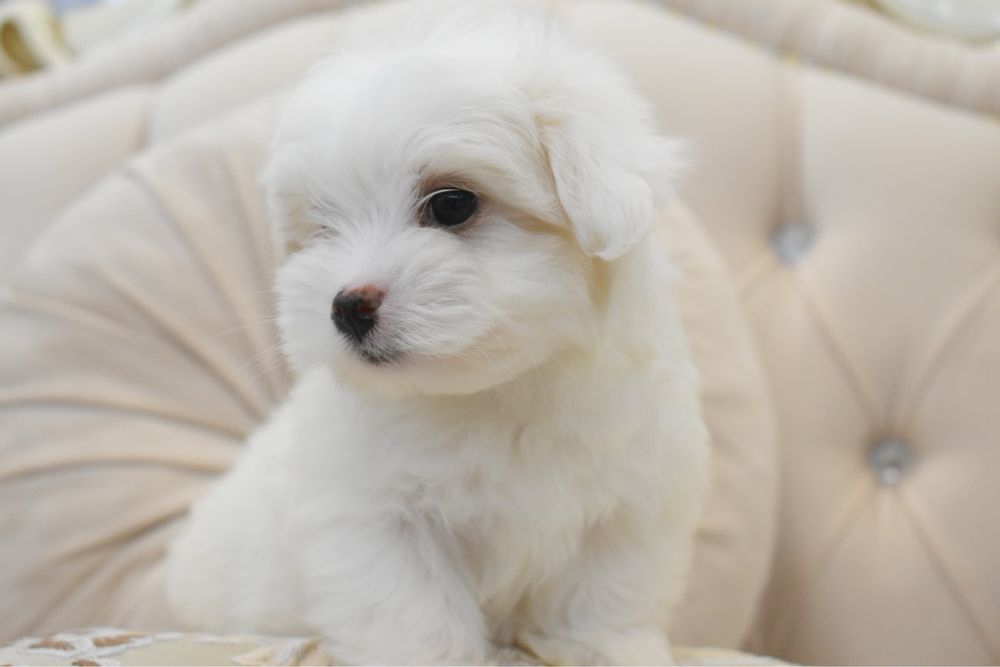 Cățel bichon maltez
