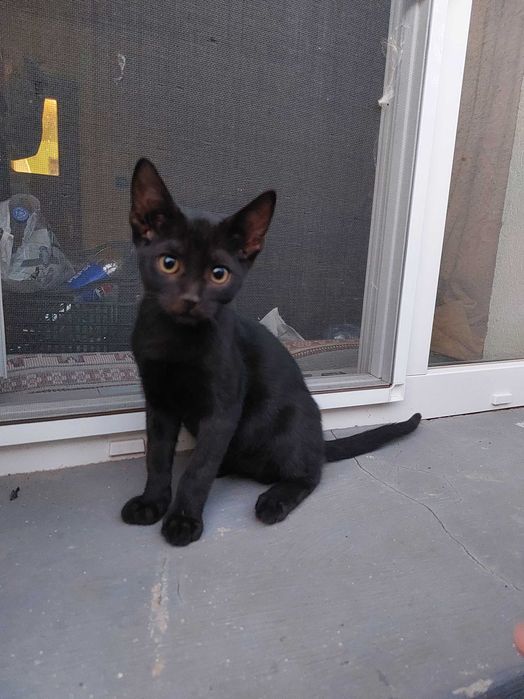 Подарявам котенца