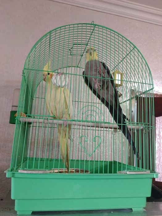 Кореллы 2 шт продам