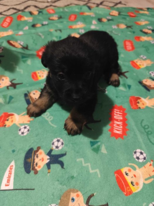 Donez căței talie mică