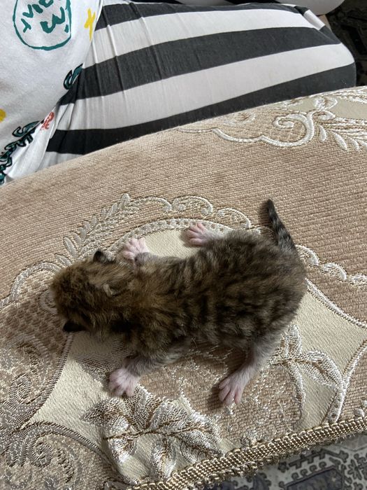 Отдам котят в добрые руки