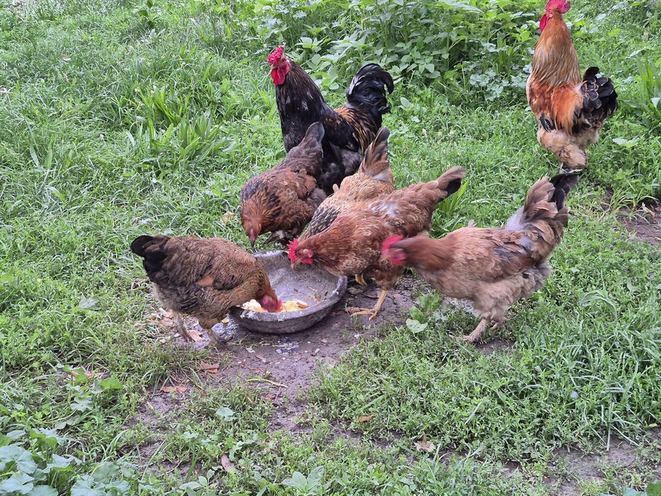 Продам домашные куры пародный