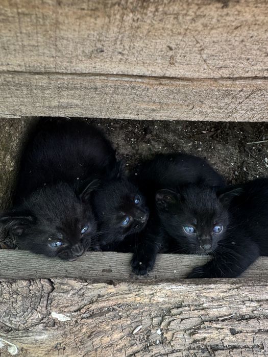 Отдам котят в добрые руки