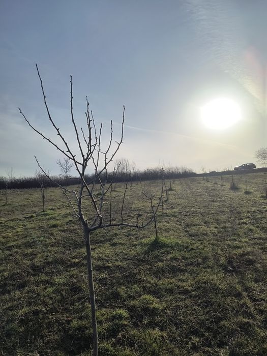 Vând livadă de pruni tineri – 8700 mp – Ramna, jud. Caraș-Severin