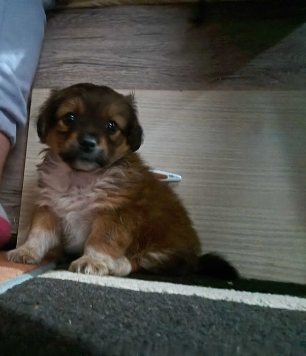Donez Cățel talie mica